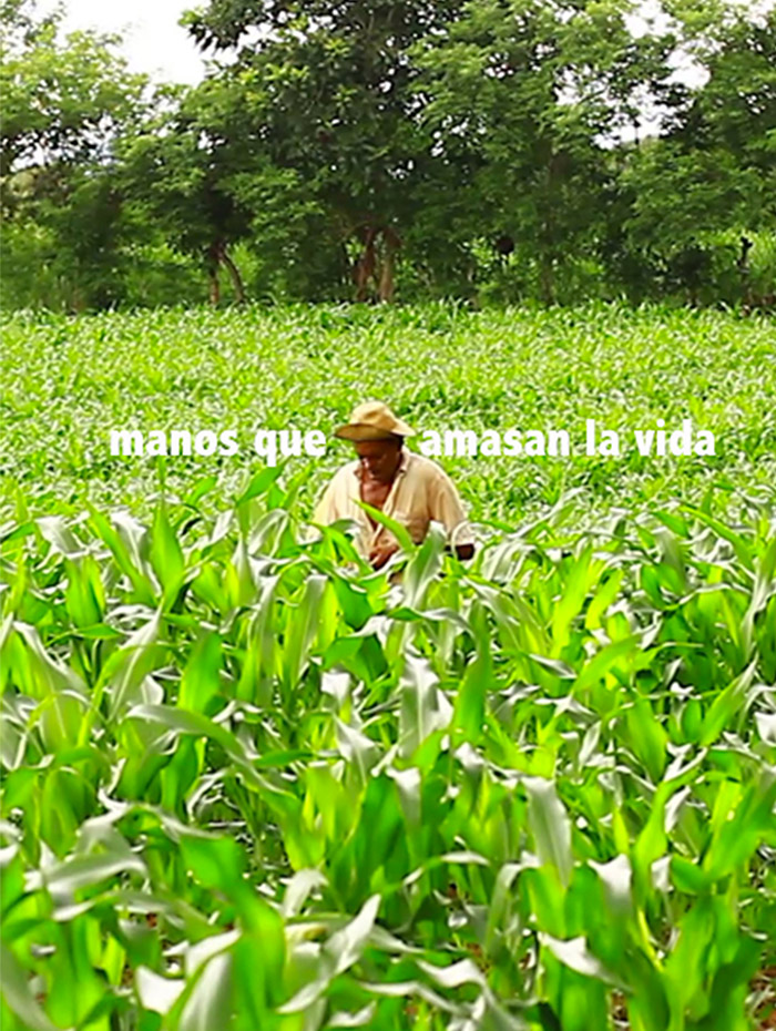 Manos que amasan la vida